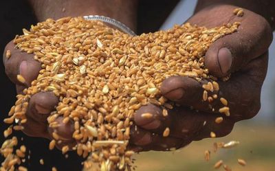 Wheat procurement from Punjab expected to remain below 100 lakh MT