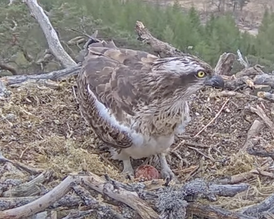 Osprey lays her first egg of season