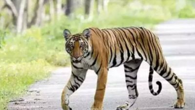 Tigress killed over territorial war in Madhya Pradesh, toll hits 15 in four months