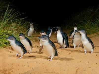 No pictures, please! The charming army of penguins not for Instagram