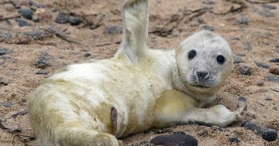 Seals attacked and team of medics abused in Northumberland as series of incidents sweep the UK
