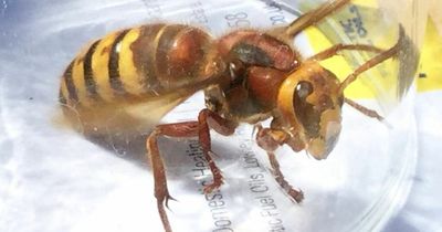 Experts issue warning over giant 'murder hornets' as insects set to invade the UK