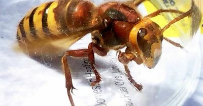 UK set for invasion of bee killer Asian hornets this summer