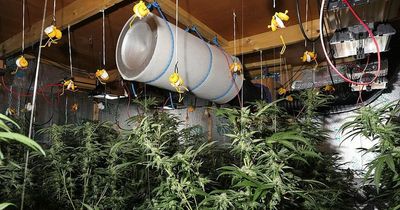 First look inside the massive cannabis factory family set up in remote Welsh country house after moving from Hampshire