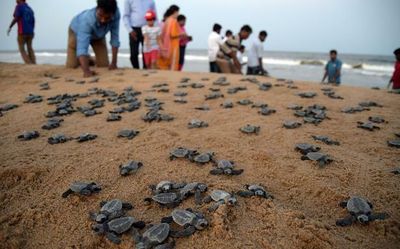 Olive Ridley protection and rehabilitation Centre to come up in Chennai