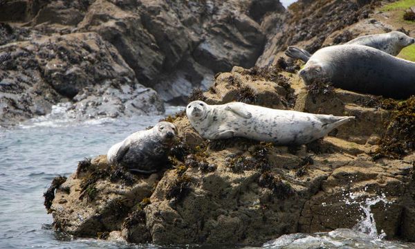 ‘Rats of the sea’: backlash after Cornish fishers call for seal cull