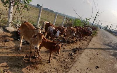 Conservation centre for Naatu Kuttai cattle breed to be set up at Kattupakkam