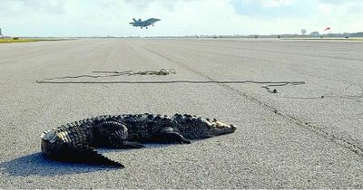 Navy base calls in reinforcements to remove enormous crocodile sunbathing on runway