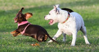 Fatal pet disease resurfaces at Speers Point