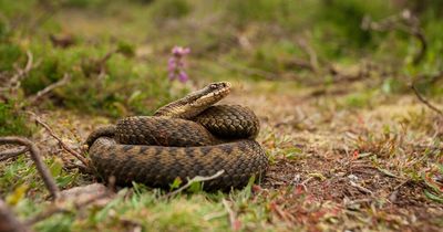 Holidaymakers warned after deadly adder spotted at popular UK coastal beauty spot