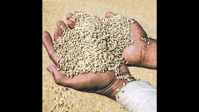 Wheat arrivals fall drastically in Punjab