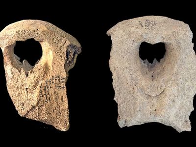 Ancient skulls reveal Vikings traded ivory from walrus tusks and shipped them to Kyiv