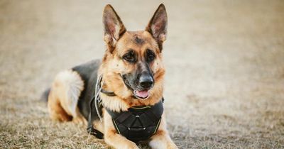 If your dog is attacked by another – here's what you should know