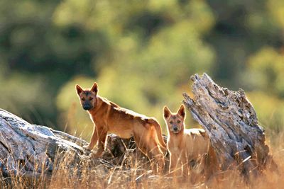 The dingo's mysterious genetics