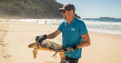 Rescued turtles released at Port Stephens