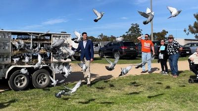 Carrier pigeons sending mobile black spot message to Canberra ahead of federal election