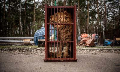 The volunteers saving animals in Ukraine – photo essay