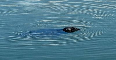 Seal spotted in Swansea marina but people are warned not to go near it