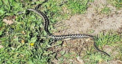'Metre-long' venomous snake spotted in the middle of a West Country beach path