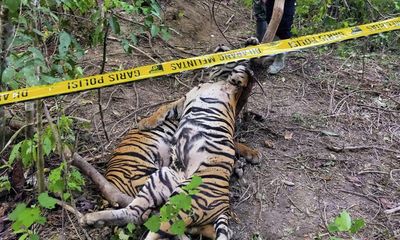 Three endangered Sumatran tigers found dead in traps in Indonesia