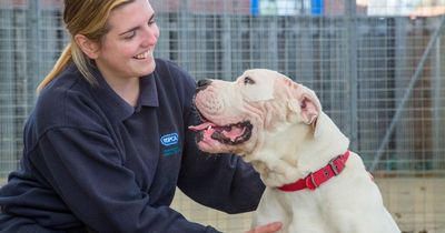 Dog who underwent full facelift to help him see is now ready to find new home