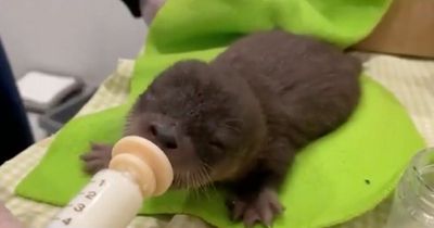 Three-legged dog suffering from cancer saves baby otter drowning in river