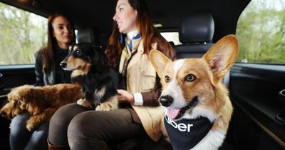 Uber makes change to trips - and it's good news for your four-legged friend