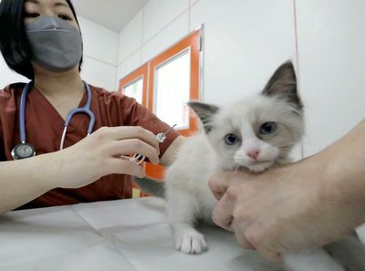 Implanting microchip in pet dogs, cats to become mandatory in June