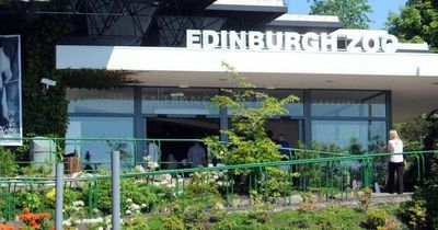 Edinburgh Zoo hits back at tourist's rant over 'invisible animals' and 'being on a hill'