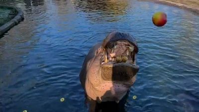 VIDEO: What Have Chew Been Eating? Brave Zookeeper Checks Out Hippos Teeth