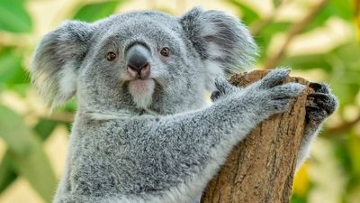 VIDEO: Koala Care: Young Joey Cuddles Up To Her Mum