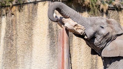 VIDEO: Coming Up Trunks: Elephant Superstud Shows Off His Strength