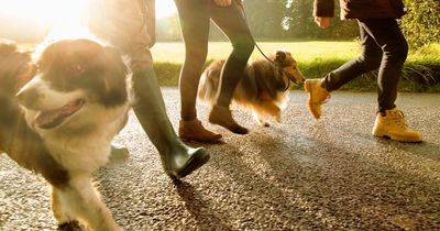 Five best places to walk your dog around the UK this bank holiday weekend