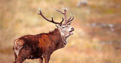 Head of Perth-based national gamekeeping body raises jobs fears over tree planting and deer culling plans for Cairngorms