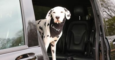 Uber launches new service allowing pets to travel with you