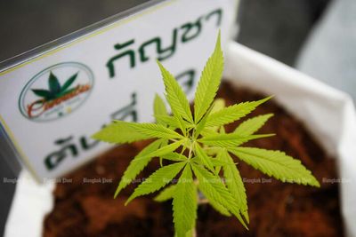 Rush for weed licences ahead of narcotic delisting in June