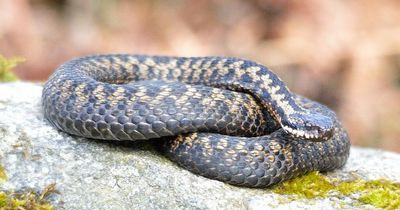 What to do if you or your pet are bitten by an adder