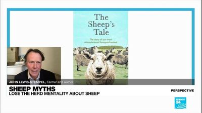 Losing the herd mentality about sheep