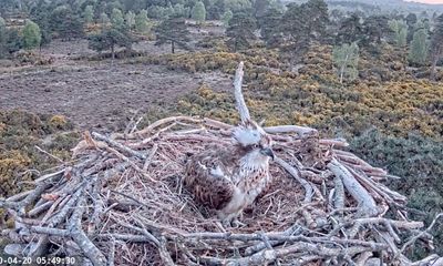 Dorset ospreys produce egg for first time in 200 years