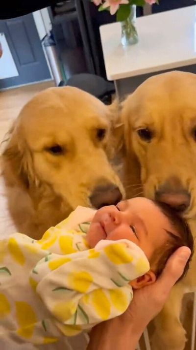 VIDEO: Puppy Love: Devoted Dogs Lavish Baby With Kisses As They Welcome Her To Family