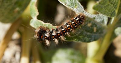 Toxic caterpillars dangerous to humans and fatal to dogs discovered on UK beach