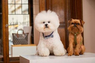 Woof! Inside Liberty’s new £500 pet treatments