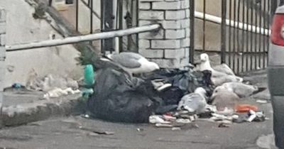 Call for action over gangs of seagulls prowling Swansea streets, tearing into black bags and covering roads with rubbish