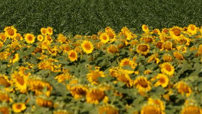 France allows ingredient swaps as war in Ukraine hits sunflower oil supply