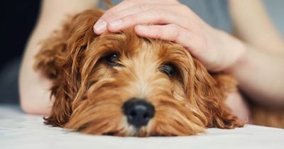 Dogs get jealous and question bond when owners pet other dogs, study finds