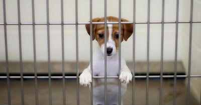 Dublin dog shelter makes heartbreaking decision to close its doors due to high costs