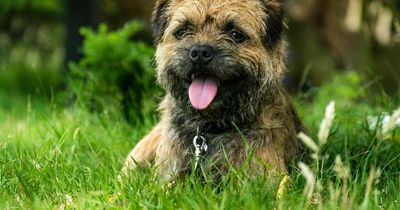 What you should know if your dog is attacked by another dog
