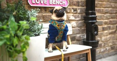 Edinburgh's first pug cafe to open next month at city centre bar