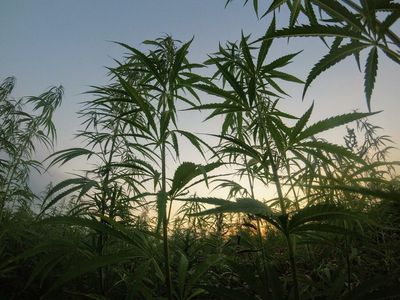 Arizona Lawmakers Seek To Ban Delta-8 THC Products, Here's Why