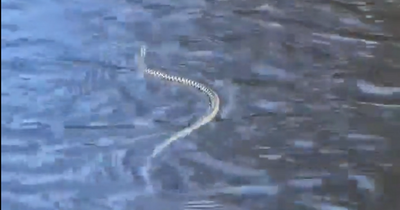 Watch rare video of venomous snake swimming in Scots stream